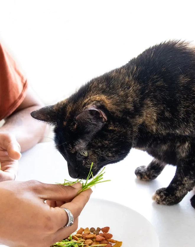 Organic Pet Grass Self Grow Kit for Cats & Dogs - Indoor Cat Grass Planter with Seeds, Soil & Tray - Perfect for Healthy Digestion, Fresh Breath & Playtime Fun