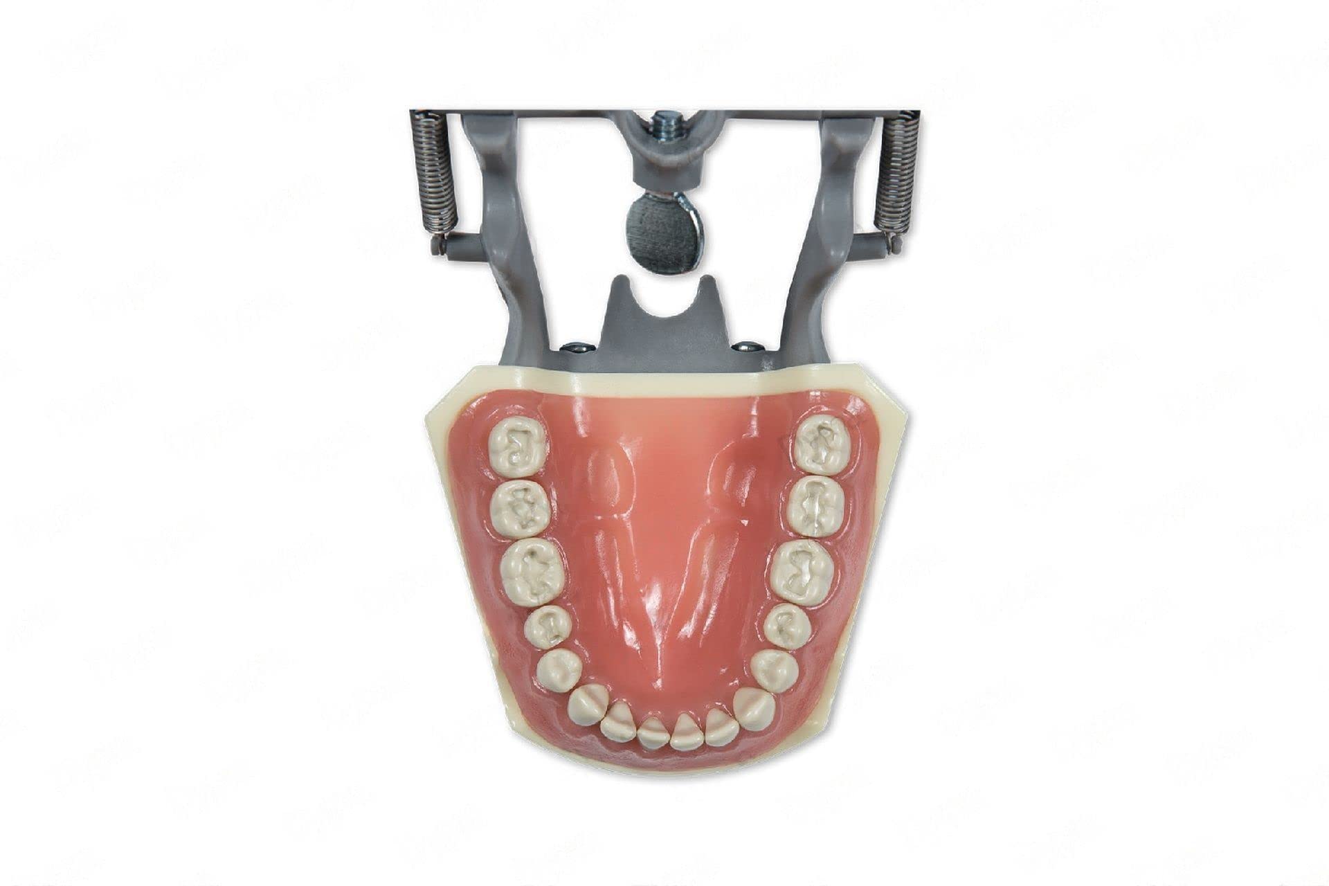 Dental Typodont Model 860 Prep - 32 Removable Teeth for Crowns & Occlusal Cavities Practice | Ideal for Dental Students & Restorative Training | Perfect for Clinical Simulation & Education