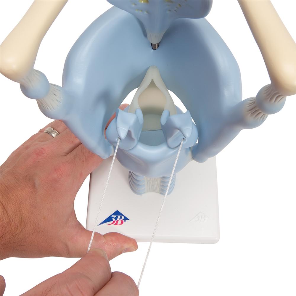 3X Enlarged Functional Larynx Anatomy Model - Human Voice Box Medical Teaching Tool for Doctors, Students & Speech Therapists | Perfect for Classroom Demonstrations & Clinical Training