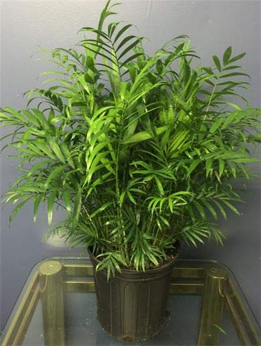 Neanthe Bella Parlor Palm (Chamaedorea Elegans) - 10 Inch Live Indoor Houseplant - Air Purifying & Low Maintenance - Perfect for Home, Office & Apartment Decor