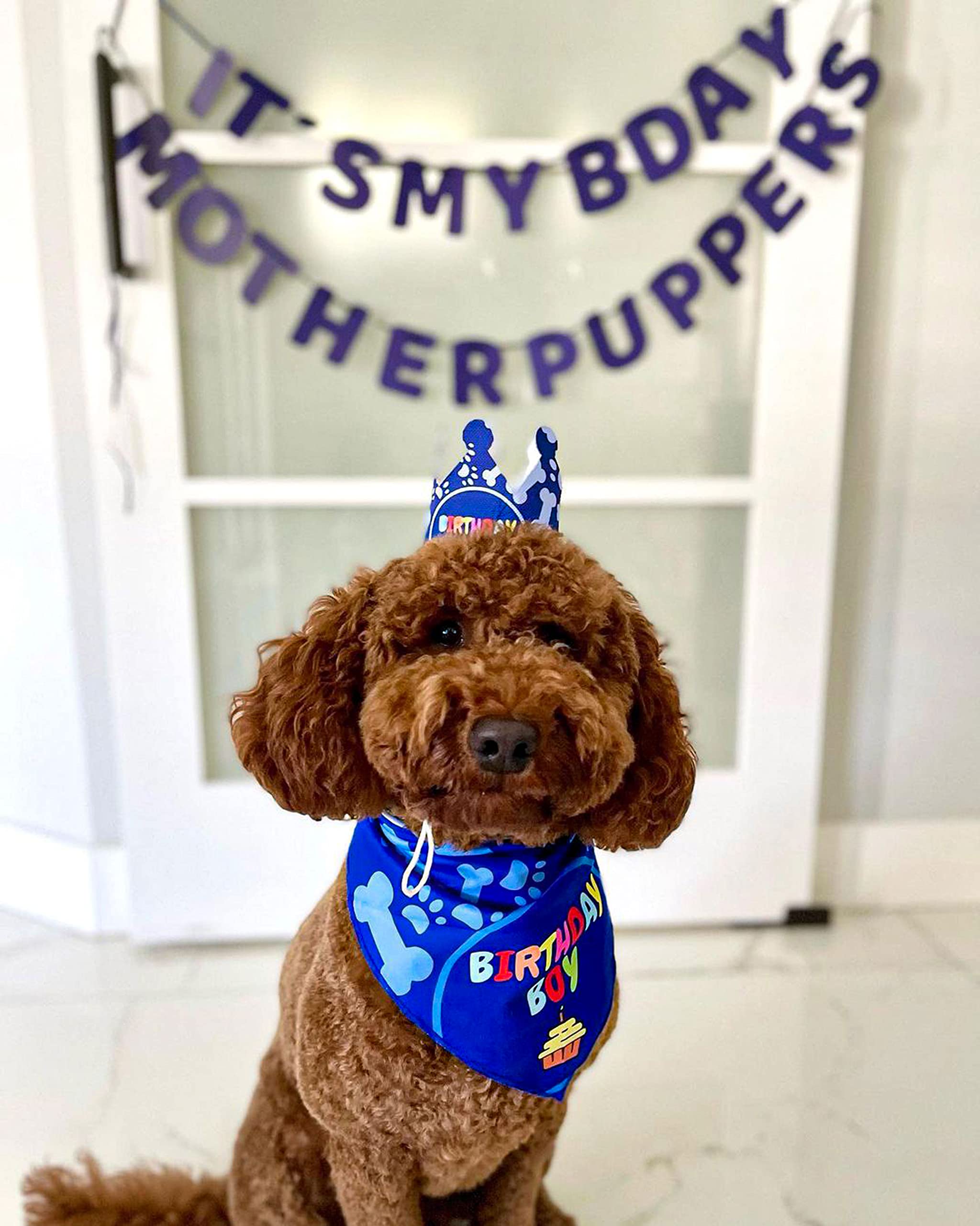 Dog Birthday Party Decorations Set - Birthday Bandana, Hat & Banner for Small Dogs & Puppies - Perfect for Birthday Celebrations & Photo Shoots