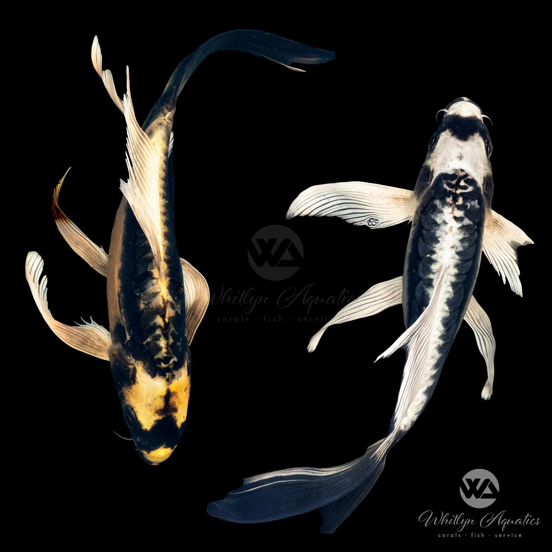 Kabuto Butterfly Koi Fish (Cyprinus carpio) - Stunning Ornamental Koi for Ponds & Water Gardens