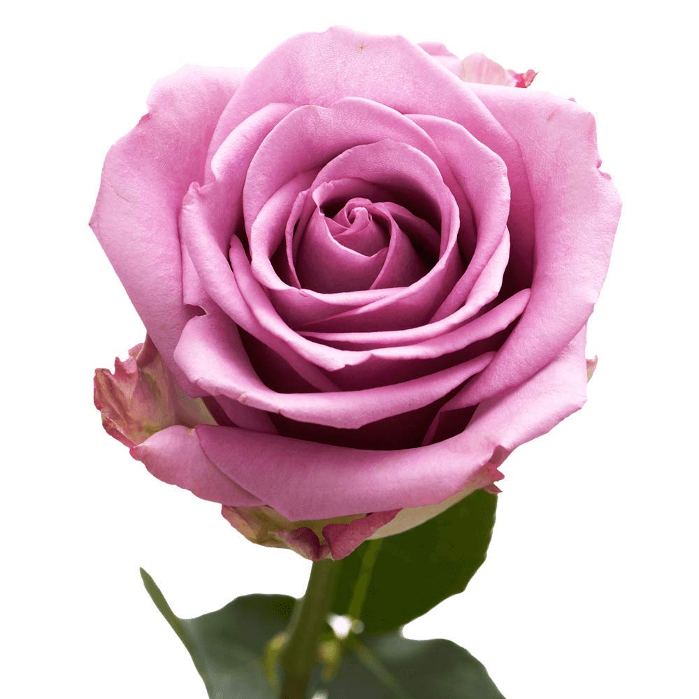 Fresh Cut Lavender Roses - 250 Stems (10 Bundles of 25) | Premium Long-Lasting Flowers for Weddings, Birthdays, Anniversaries & Home Decor | Perfect for Mother's Day Gifts, Bridal Showers & Romantic Centerpieces