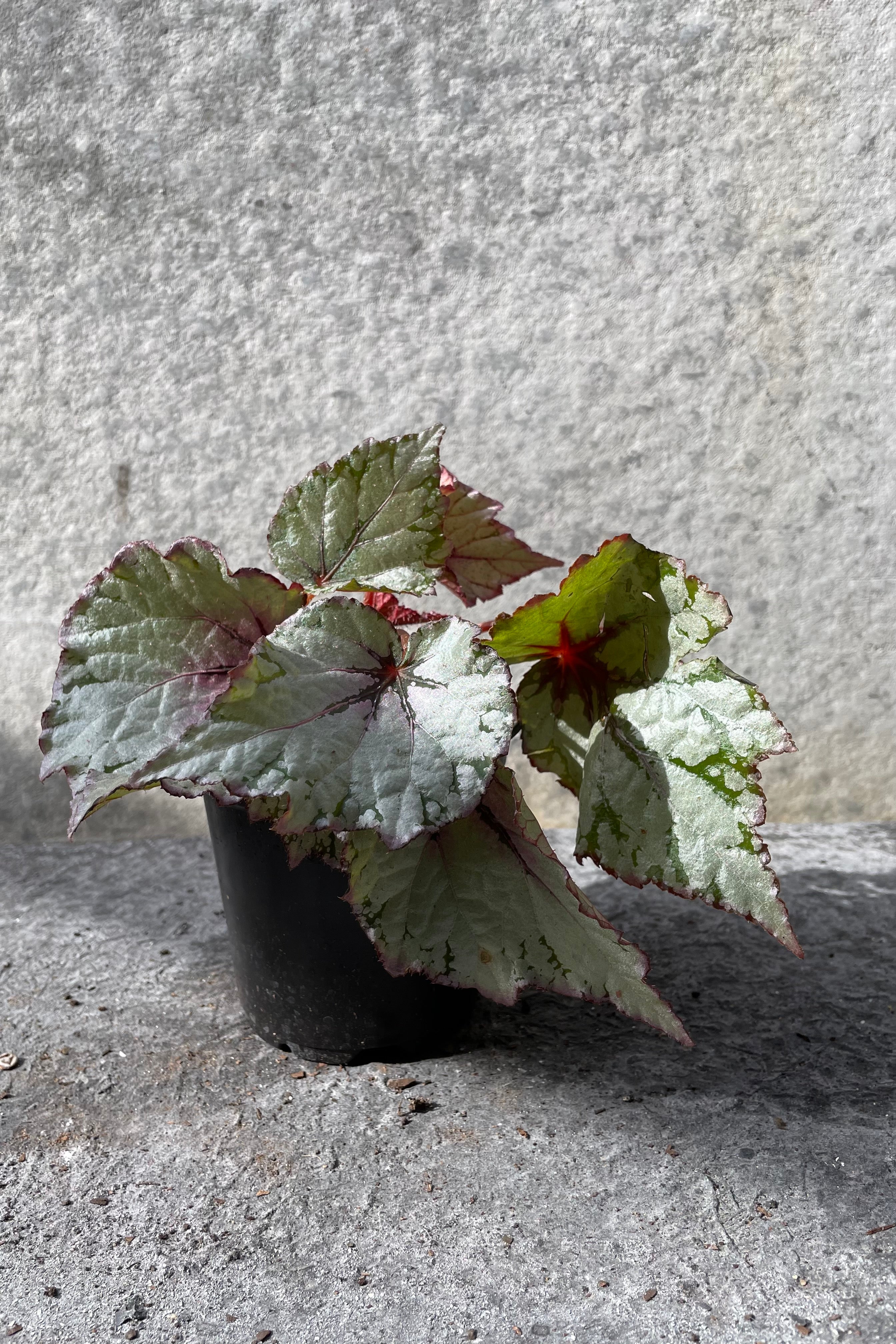 Rex Begonia Cultorum 4 - Stunning Foliage Houseplant for Home & Office Decor | Perfect for Indoor Gardens, Terrariums & Gift Giving