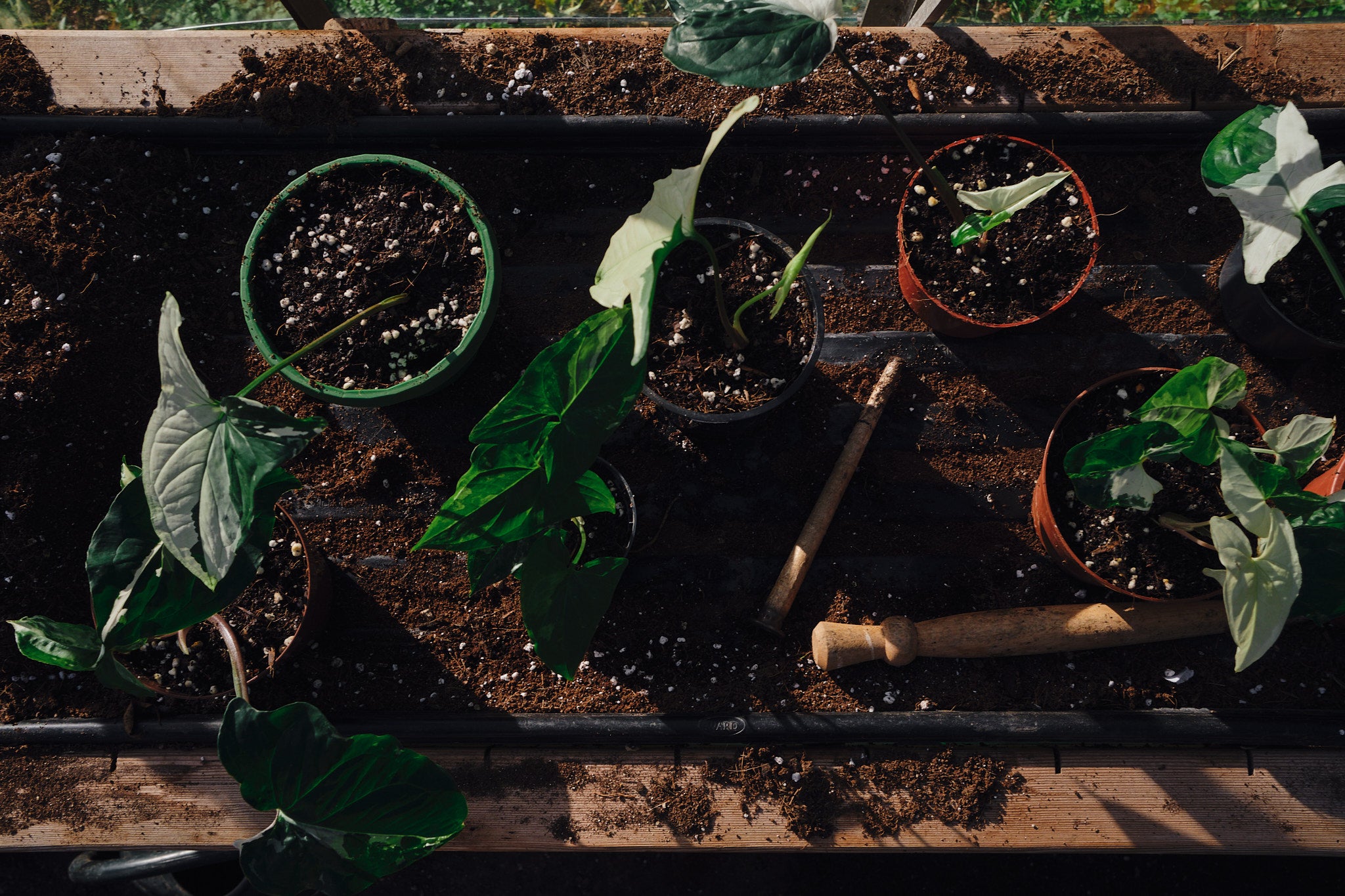 Best Repotting Workshop for Plant Lovers - April 27, 2025 | Learn Plant Care & Potting Techniques for Indoor & Outdoor Gardening