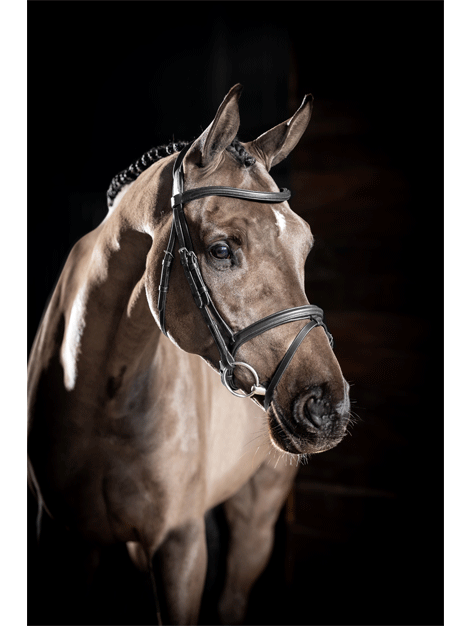 Le Mieux Arika Grackle Bridle - Premium Horse Riding Bridle for Dressage & Jumping | Comfort Fit & Adjustable for Training & Competition