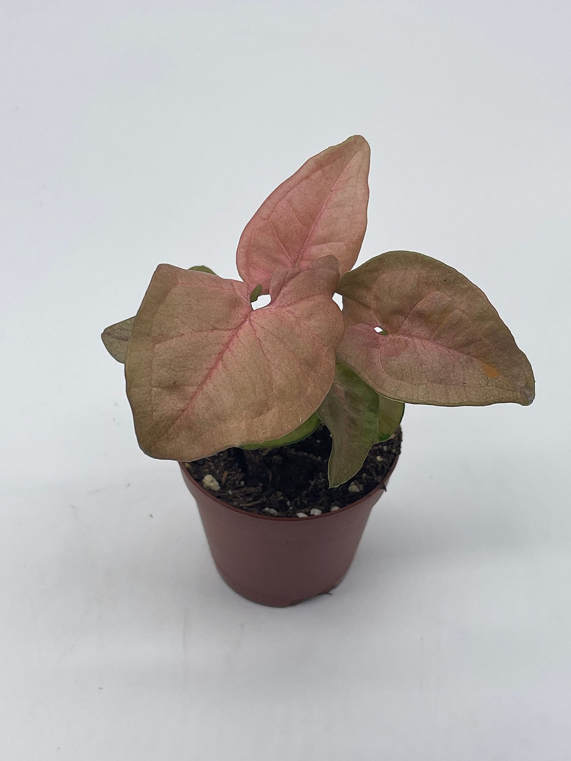 Syngonium Pink Strawberry Live House Plant - Well Rooted Starter in 2 Inch Pot | Perfect for Home Decor, Office Desk & Indoor Gardening