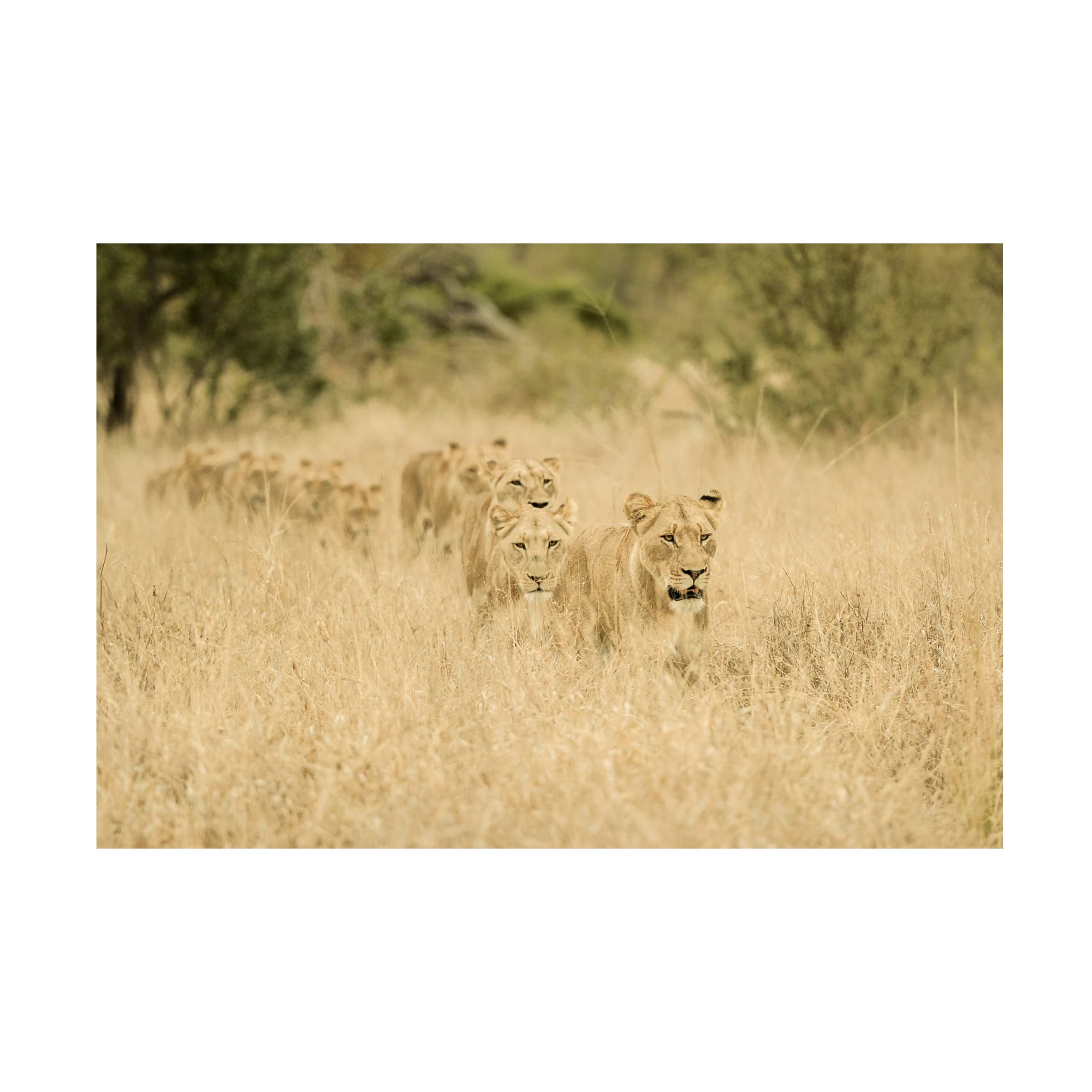 Trademark Fine Art 'Convoy' Canvas Wall Art Print by Mohammed Alnaser - Modern Desert Landscape Painting for Living Room, Bedroom & Office Decor
