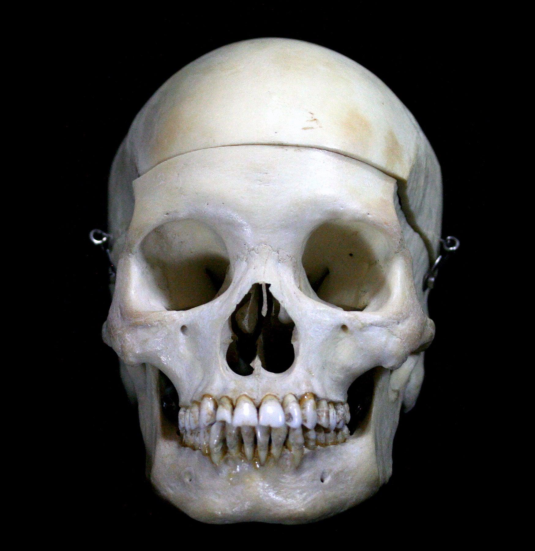 Realistic Female Human Skull Replica - Perfect for Halloween Decor, Anatomy Study & Medical Education - Ideal for Haunted Houses, Classroom Models & Halloween Props