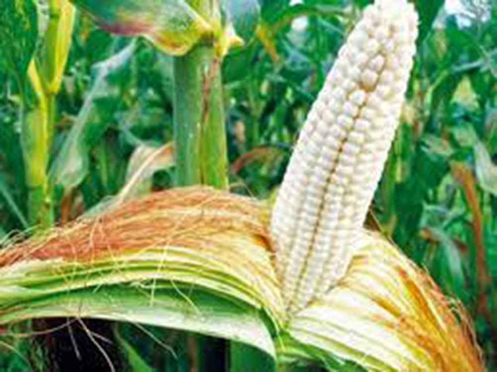 Non-GMO Heirloom Corn Seed Garden Collection - 6 Top Varieties by Country Creek Acres for Home Gardening & Sustainable Farming