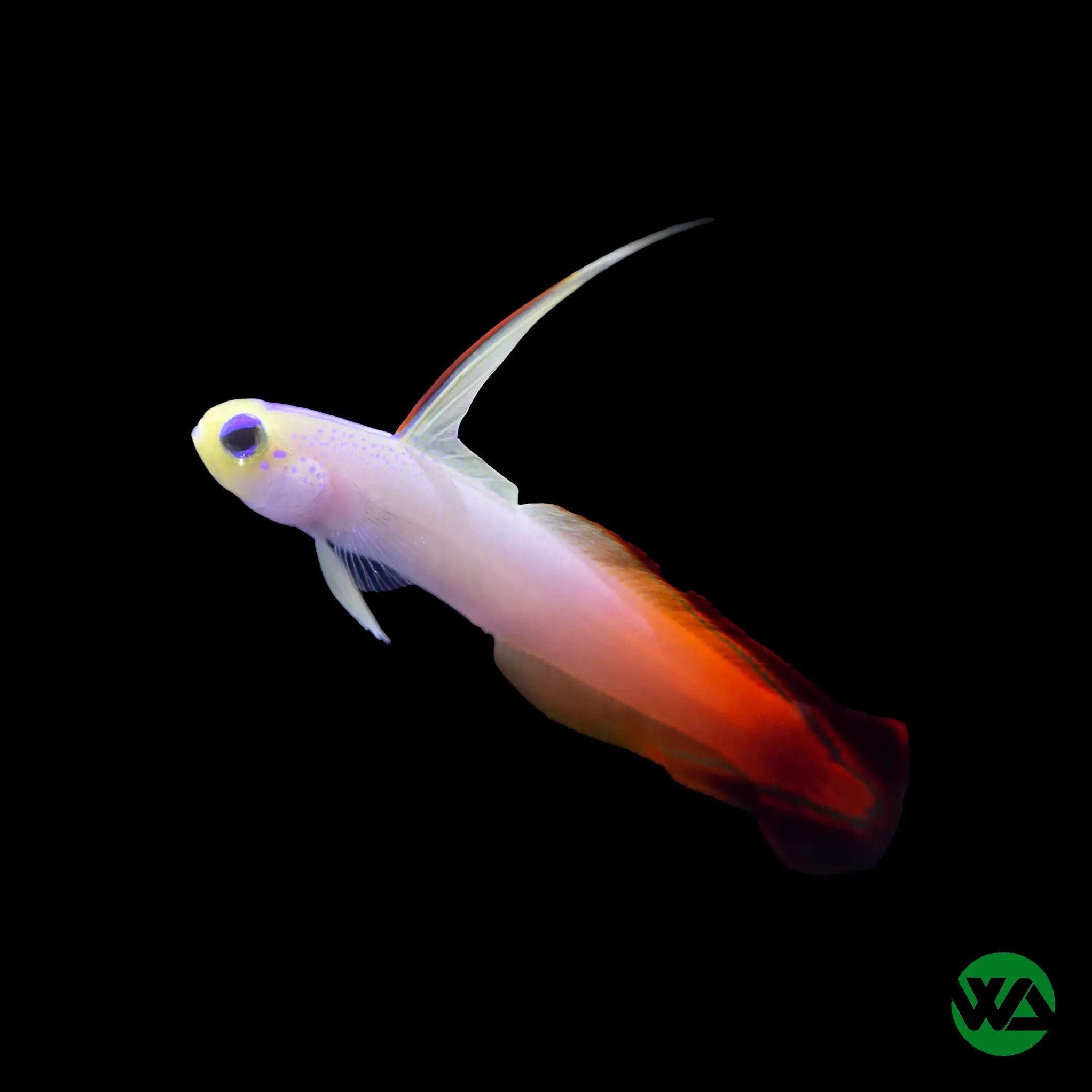 Orange Firefish (Nemateleotris magnifica) - Vibrant Saltwater Aquarium Fish for Reef Tanks & Marine Setups