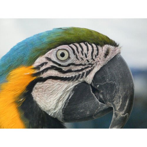 Panasonic Lumix FZ80D 4K Digital Camera with 60X Zoom Lens, WiFi & 18.1MP Sensor - Perfect for Travel Photography, Wildlife Shooting & Vlogging