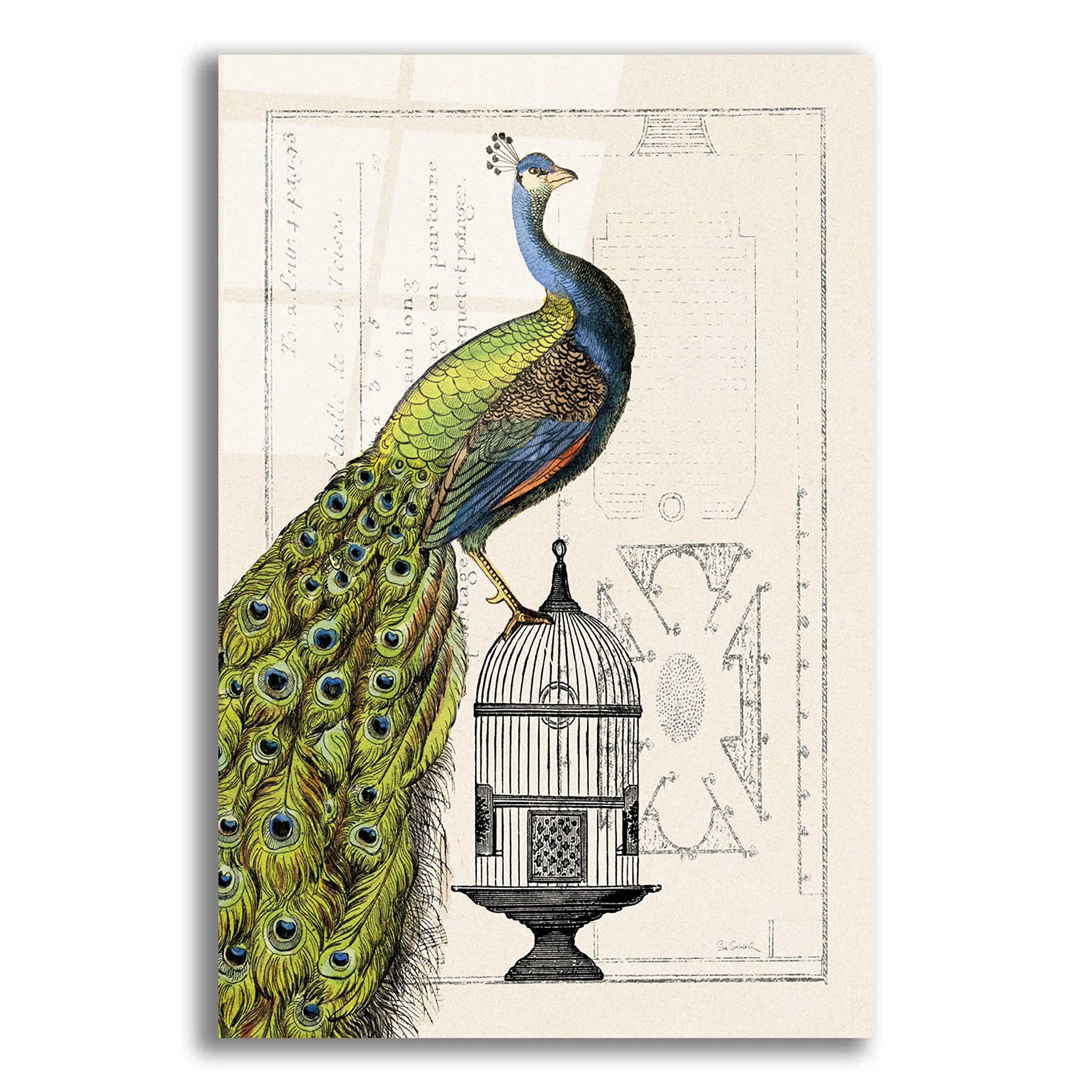 Epic Art 'Peacock Birdcage I' by Sue Schlabach - 16x24 Inch Acrylic Glass Wall Decor, Modern Home & Office Artwork - Perfect for Living Room, Bedroom or Gallery Wall Display