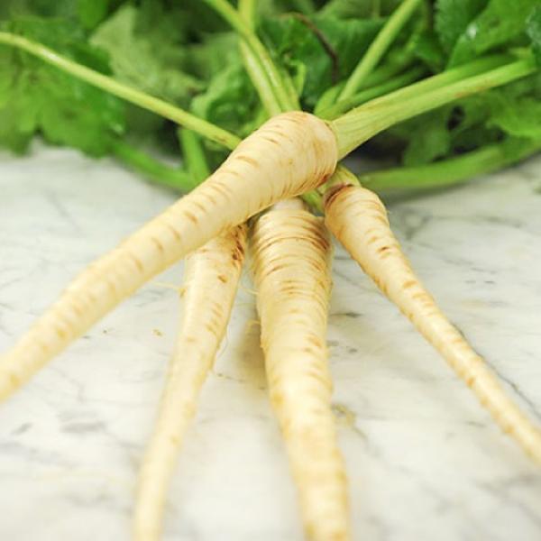 Organic Parsnip Hollow Crown Seeds - Non-GMO, Heirloom Variety for Home Gardening - Perfect for Soups, Stews, and Roasted Vegetable Dishes