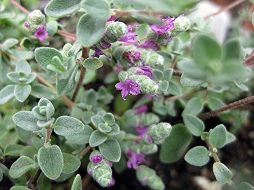 Micro Silver Oregano Plant - Edible Herb for Cooking - 2.5