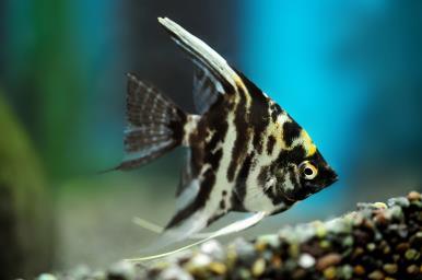 Premium Marble Angelfish (Pterophyllum Scalare) - Live Tropical Aquarium Fish for Freshwater Tanks, Aquascaping & Community Aquariums
