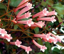 200 Bulk Lulu Certified Cigar Plant Rose Cuphea Ignea Coan Seeds for Home Garden, Landscaping & Butterfly Attraction