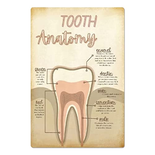 Tooth Anatomy