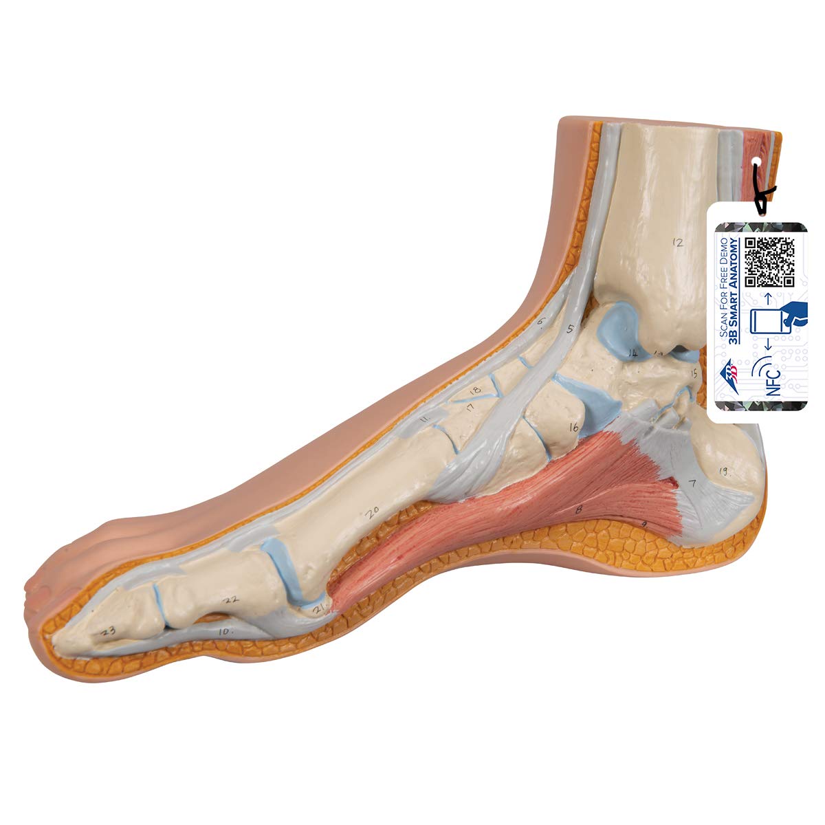 3B Scientific M30 Normal Foot Anatomy Model - 3B Smart Anatomy for Medical Education & Training | Perfect for Classroom, Lab & Clinical Study