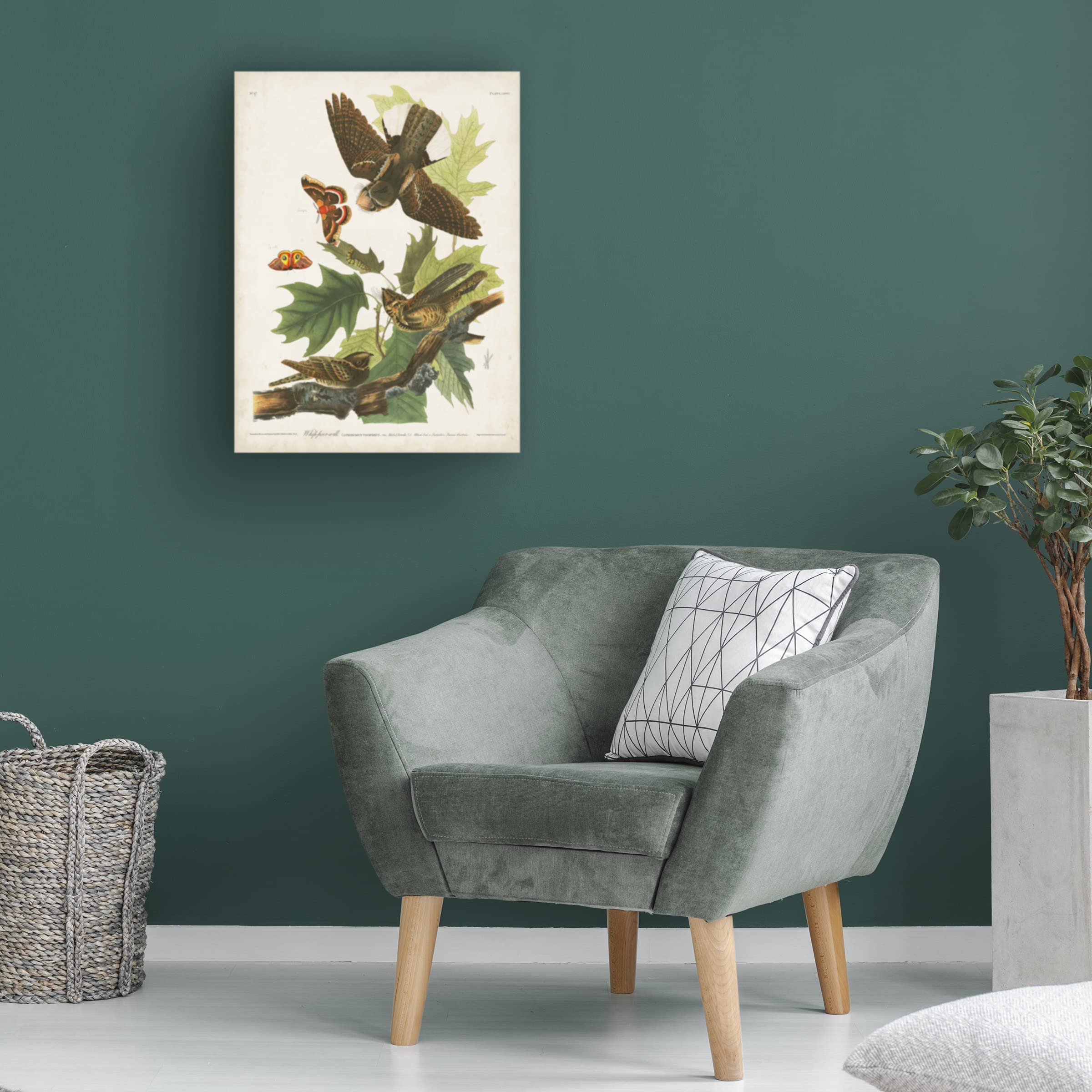 John James Audubon 'Whip Poor Will' Canvas Art Print - 24x32 Inch Wildlife Bird Painting - Premium Trademark Fine Art for Living Room, Bedroom & Office Decor