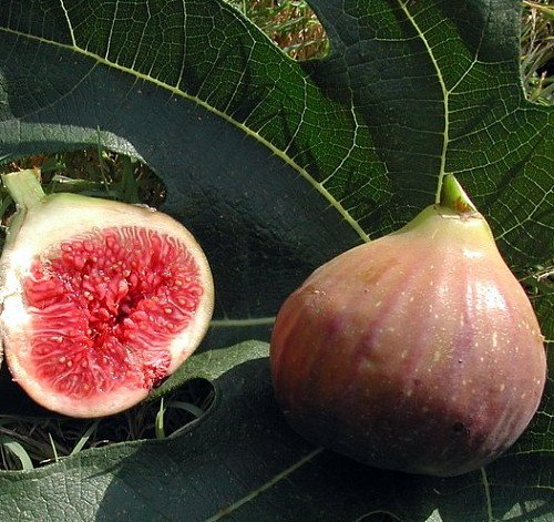 Violet De Bordeaux Negronne Edible Fig Plant (Ficus carica) - 2.5