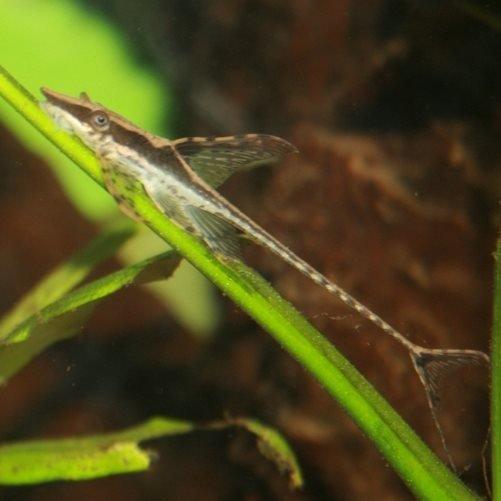 Premium Marble Sturisoma (Sturisoma aureum) - Exotic Freshwater Catfish for Aquariums | Perfect for Planted Tanks & Community Aquascaping