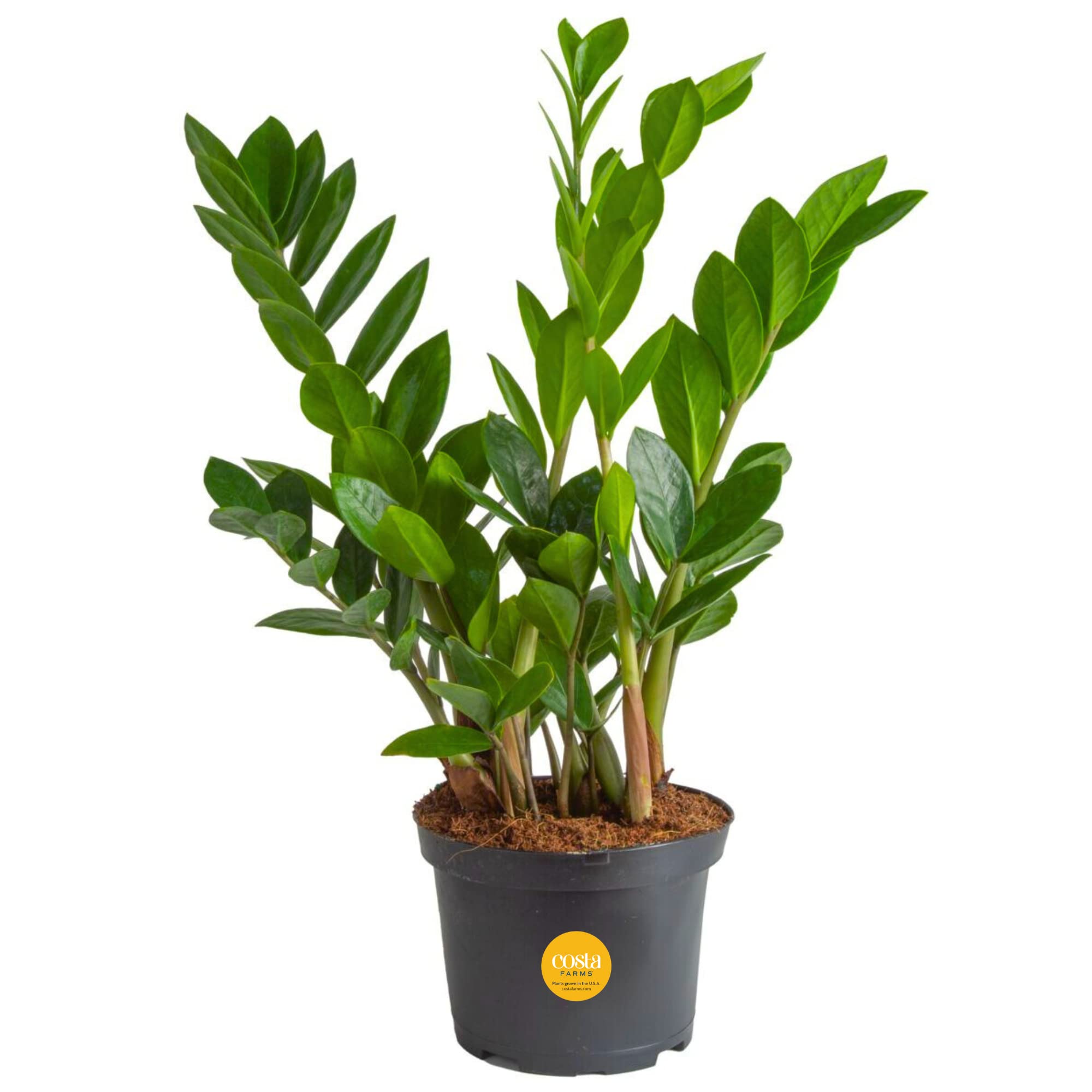 Costa Farms ZZ Live Indoor Tabletop Plant in 6-Inch Grower Pot - Low Light Houseplant for Home, Office & Apartment Decor - Perfect for Desks, Shelves & Gift Giving