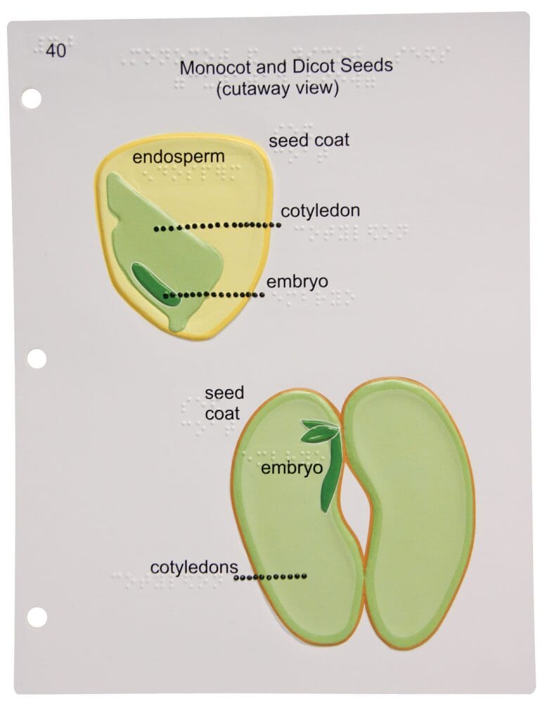 Life Science Tactile Graphics for Blind & Visually Impaired Students - Educational STEM Learning Tools for Biology & Anatomy Classrooms