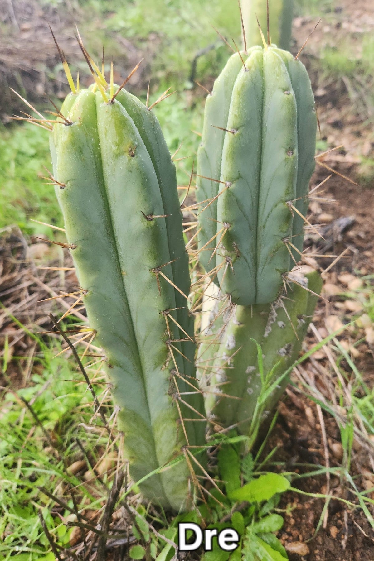EC50 EXACT Trichocereus Bridgesii DRE Cactus Cutting 10