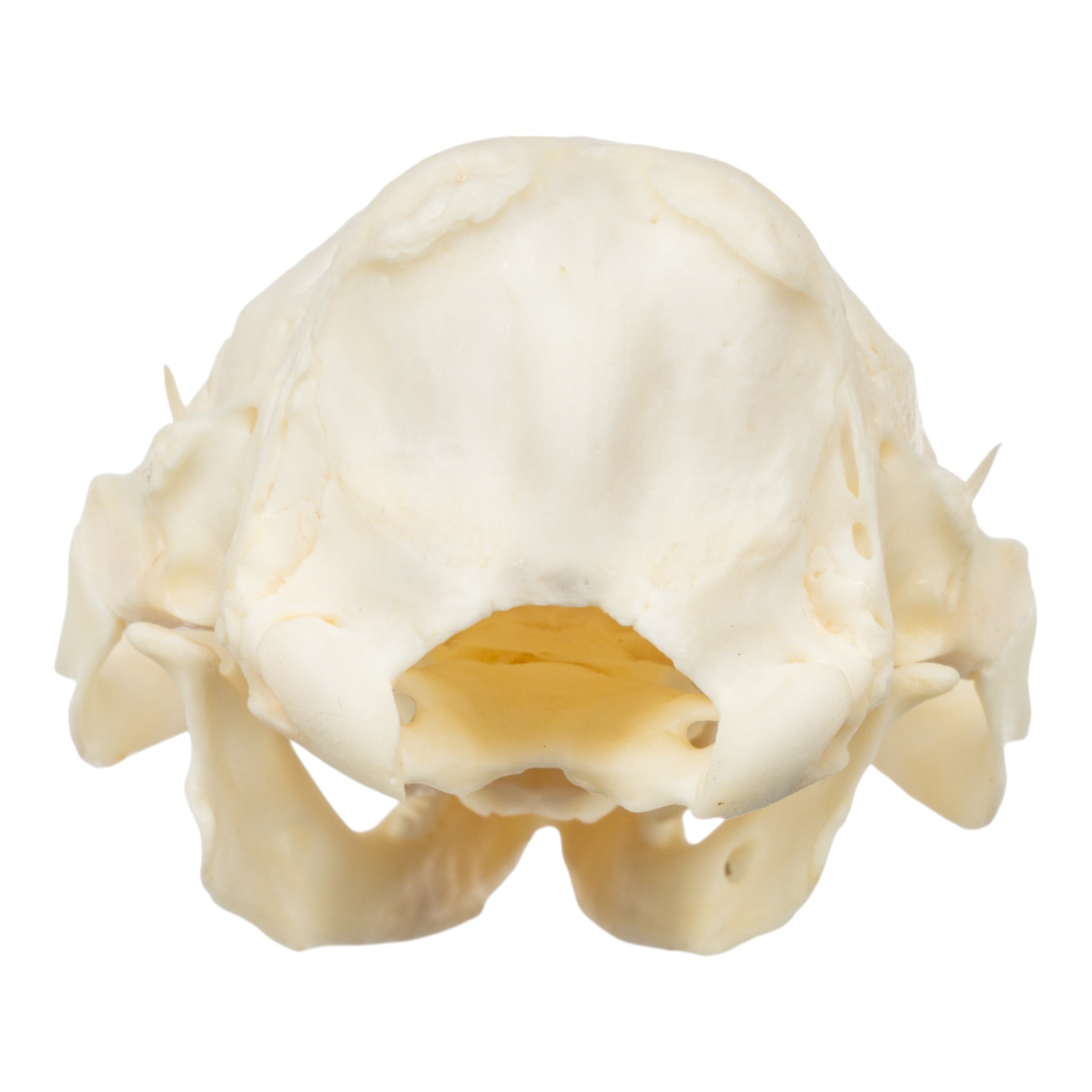 Authentic Nine-Banded Armadillo Skull - Taxidermy Specimen for Science Education & Home Decor | Perfect for Biology Classrooms, Gothic Decor, and Unique Gifts