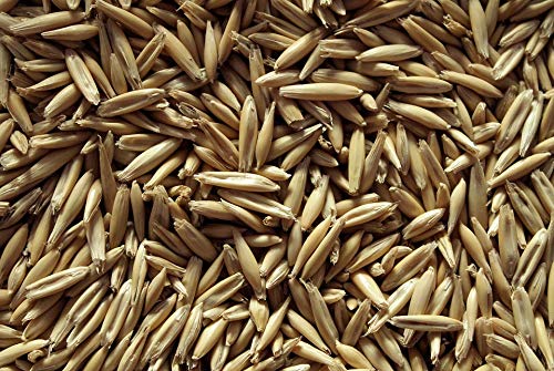 1 lb Whole Oat Seeds for Wildlife Food Plots - Cover Crop & Pasture Grazing - Perfect for Deer, Turkey & Game Bird Attraction in Hunting Areas & Farm Fields