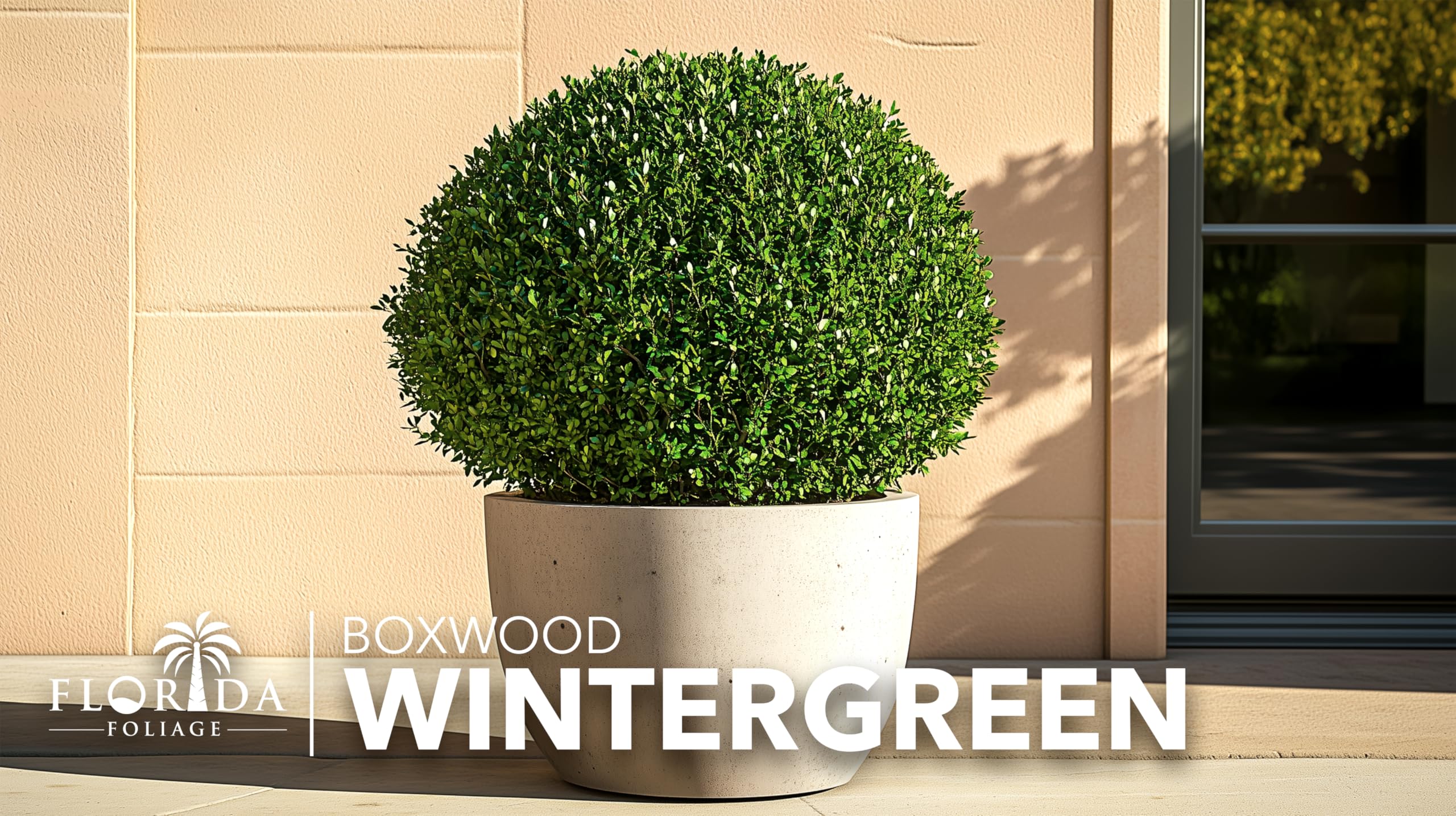 Winter Green Korean Boxwood - 20 Live Plants | Buxus Microphylla Fast Growing Cold Hardy Evergreen Shrubs for Landscaping, Hedges & Garden Borders