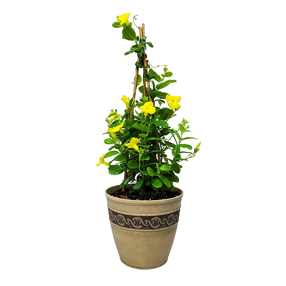 Live Yellow Mandevilla Trellis with Pot and Soil - 13