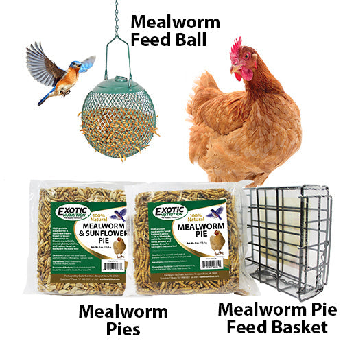 Nutritious Mealworm & Sunflower Seed Pie - High Protein Snack for Hiking, Camping & Survival Food | Organic & Gluten-Free Insect Protein Bar