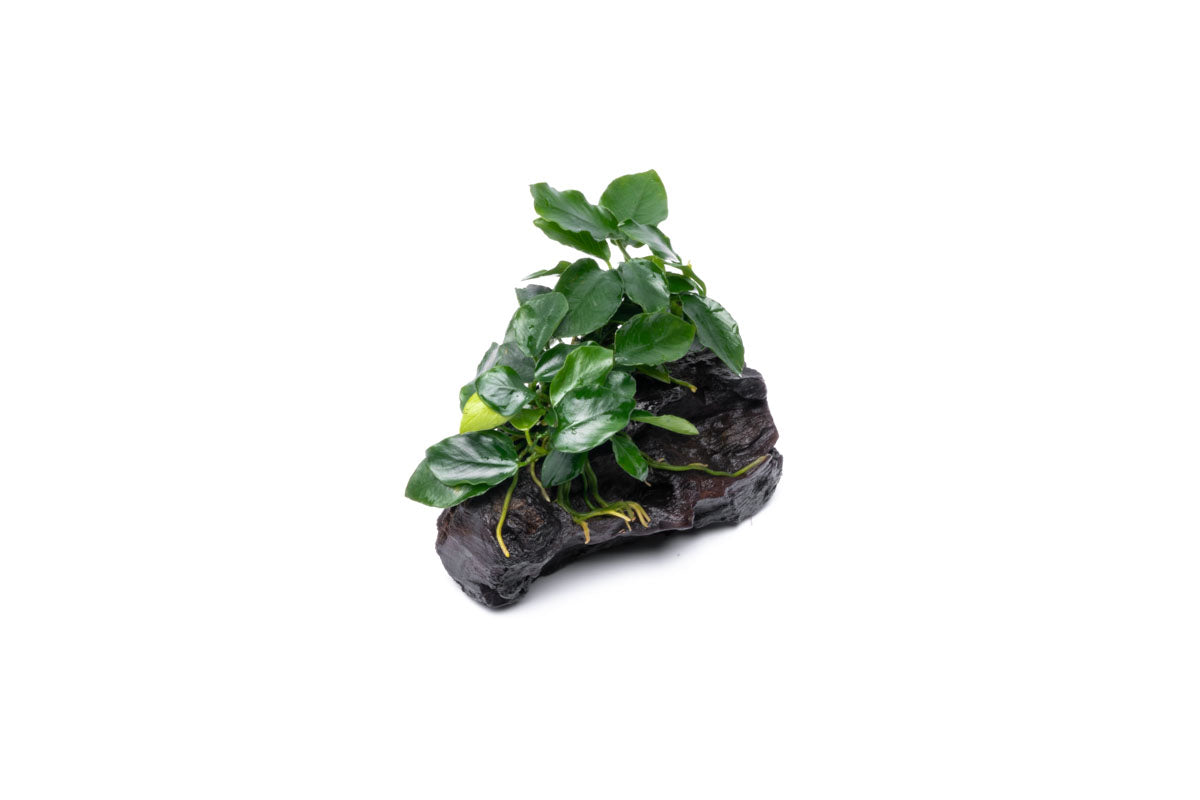 Anubias Nana Long Wavy Driftwood - Live Aquarium Plant for Fish Tank Decor | Perfect for Freshwater Aquascaping, Shrimp Tanks & Natural Aquatic Displays