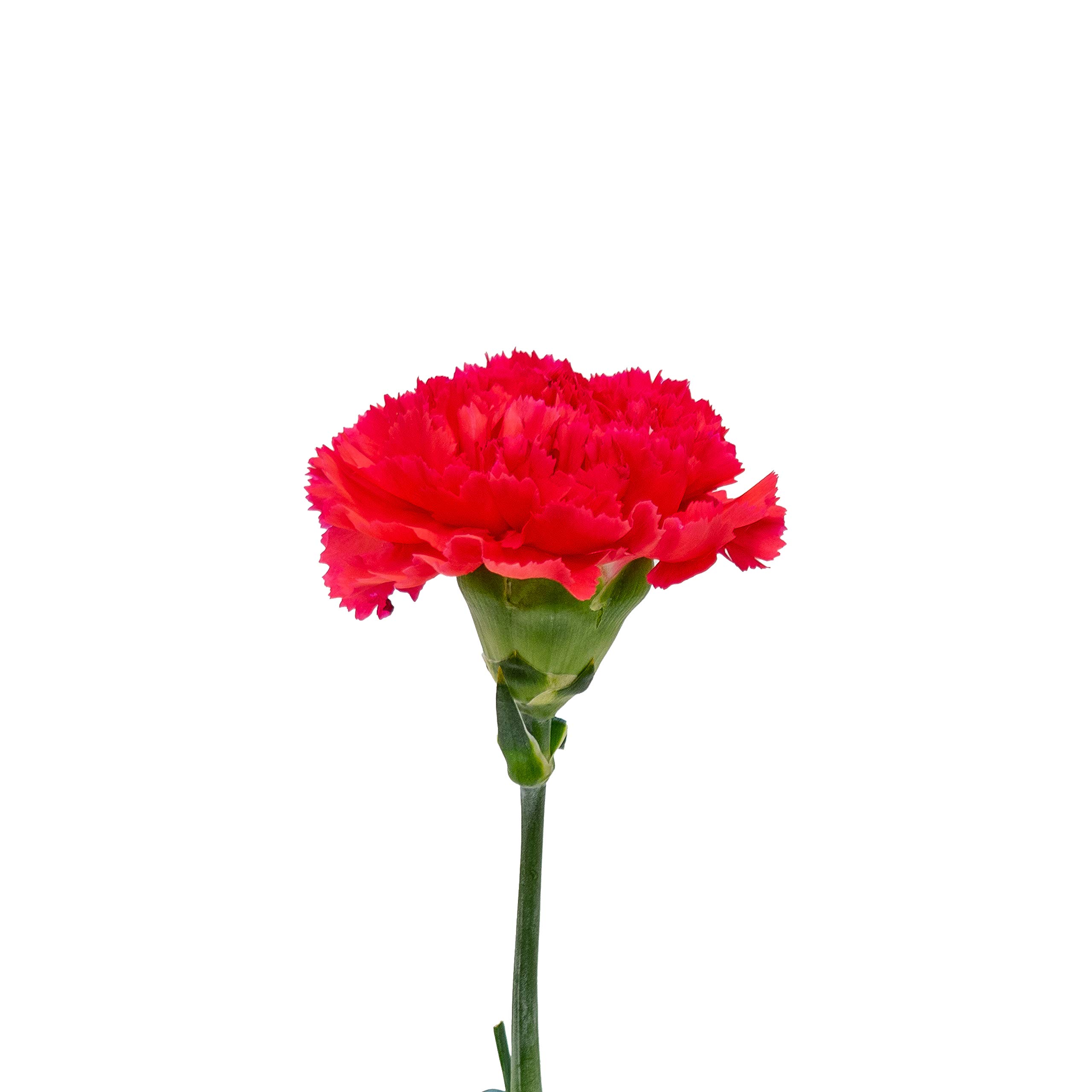 FlowerPrime 100 Hot Pink Carnations Fresh Cut Flowers for Bouquets, Weddings, Home Decor & Gifts - Premium Natural Blooms