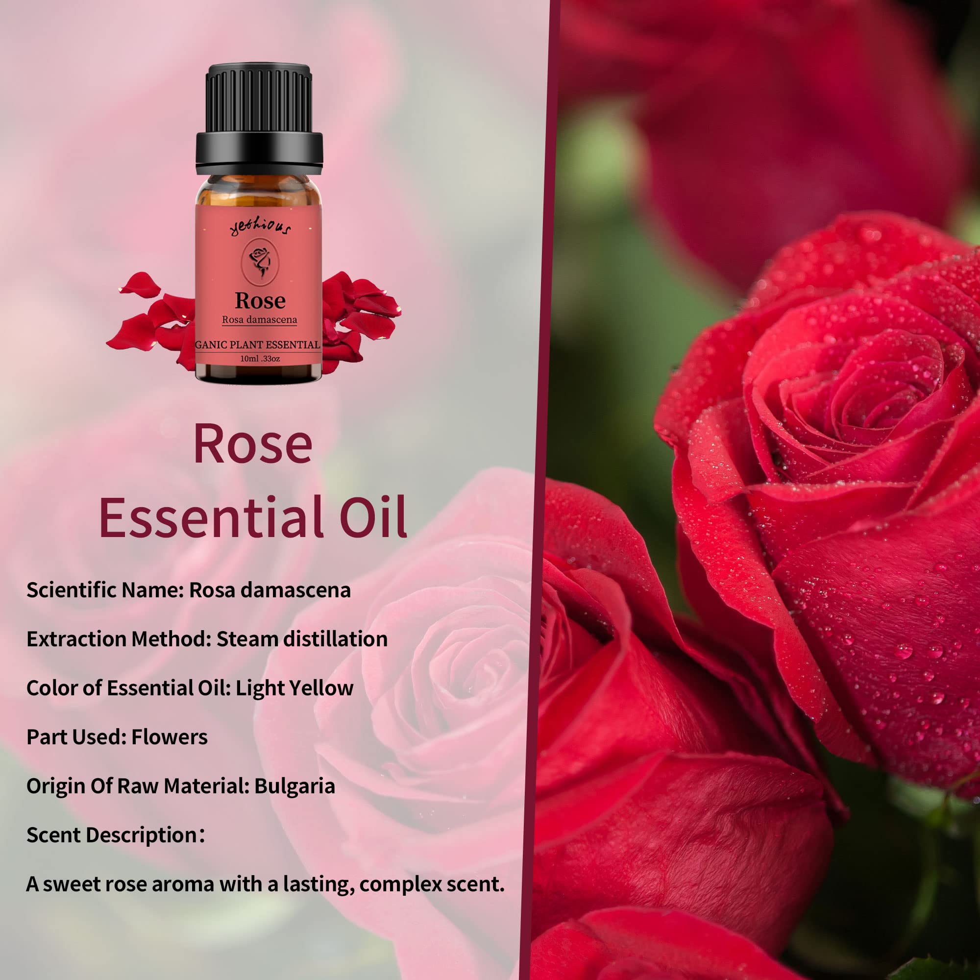 Yethious 100% Pure Organic Rose & Eucalyptus Essential Oils Set - 2 Pack 10ML Aromatherapy Oils for Diffusers, Massage, Skin Care & Relaxation