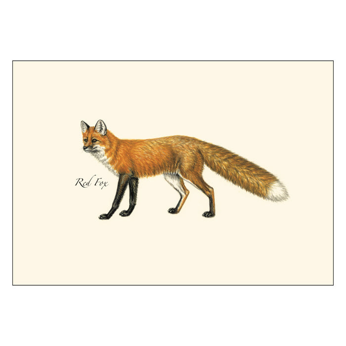 Premium Mammals Notecard Set - Wild Animal Themed Greeting Cards for Birthdays, Thank You Notes & Special Occasions