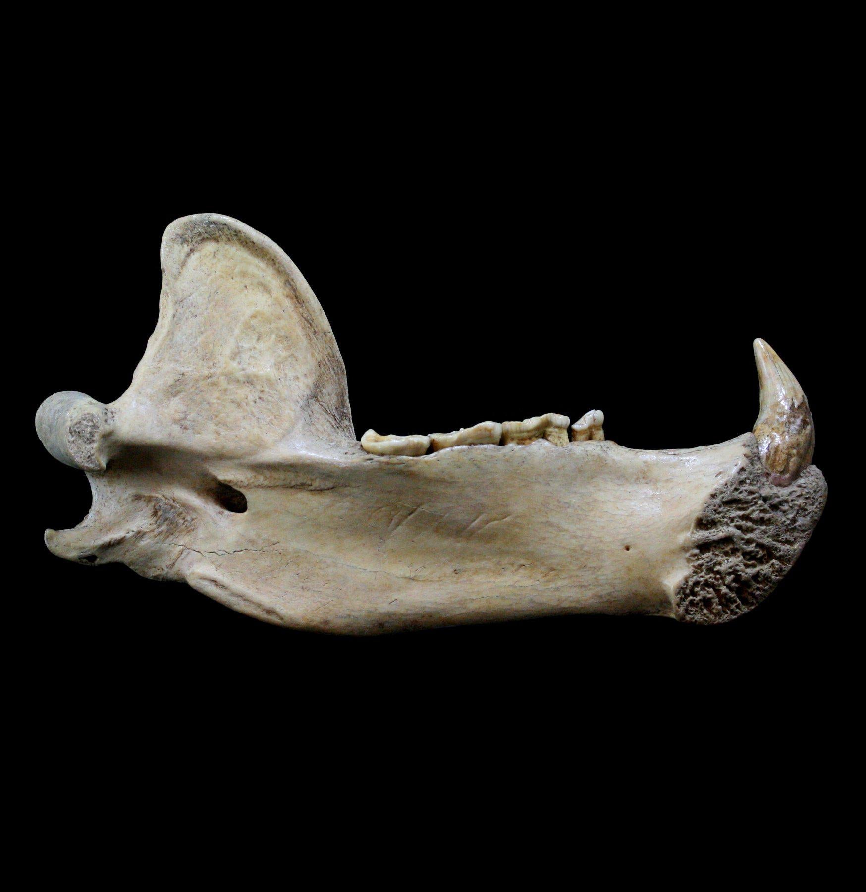 Fossilized Cave Bear Lower Jaw - Authentic Large Prehistoric Bear Fossil for Collectors, Museums & Educational Displays