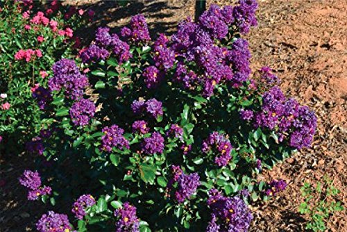 Dark Purple Velvet Miniature Crape Myrtle Plants - Pack of 5 Well-Rooted Potted Plants (4'-5' at Maturity) for Garden Landscaping, Patio Decor & Outdoor Planting