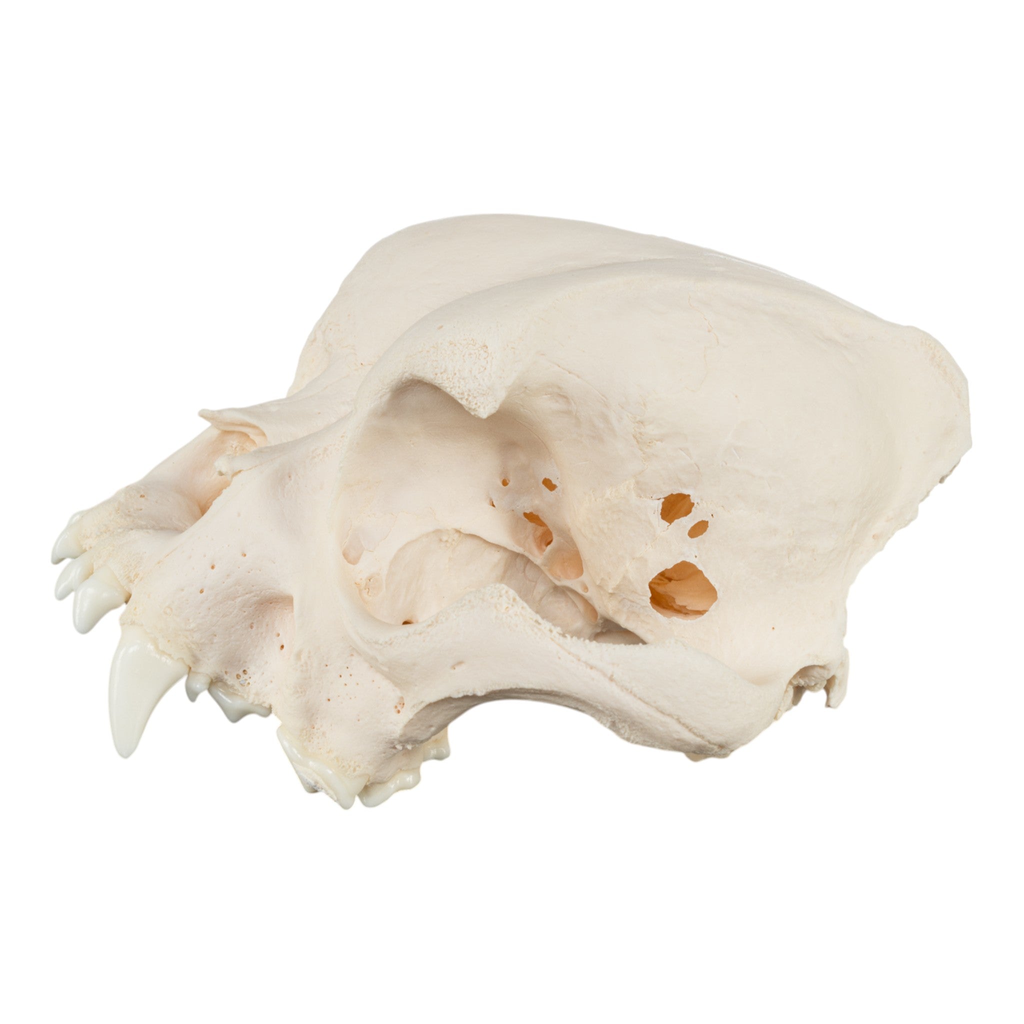 Authentic English Bulldog Skull - Real Domestic Dog Skull Specimen for Veterinary Study & Pathology Research | Perfect for Veterinary Students, Taxidermy Collectors, and Medical Education