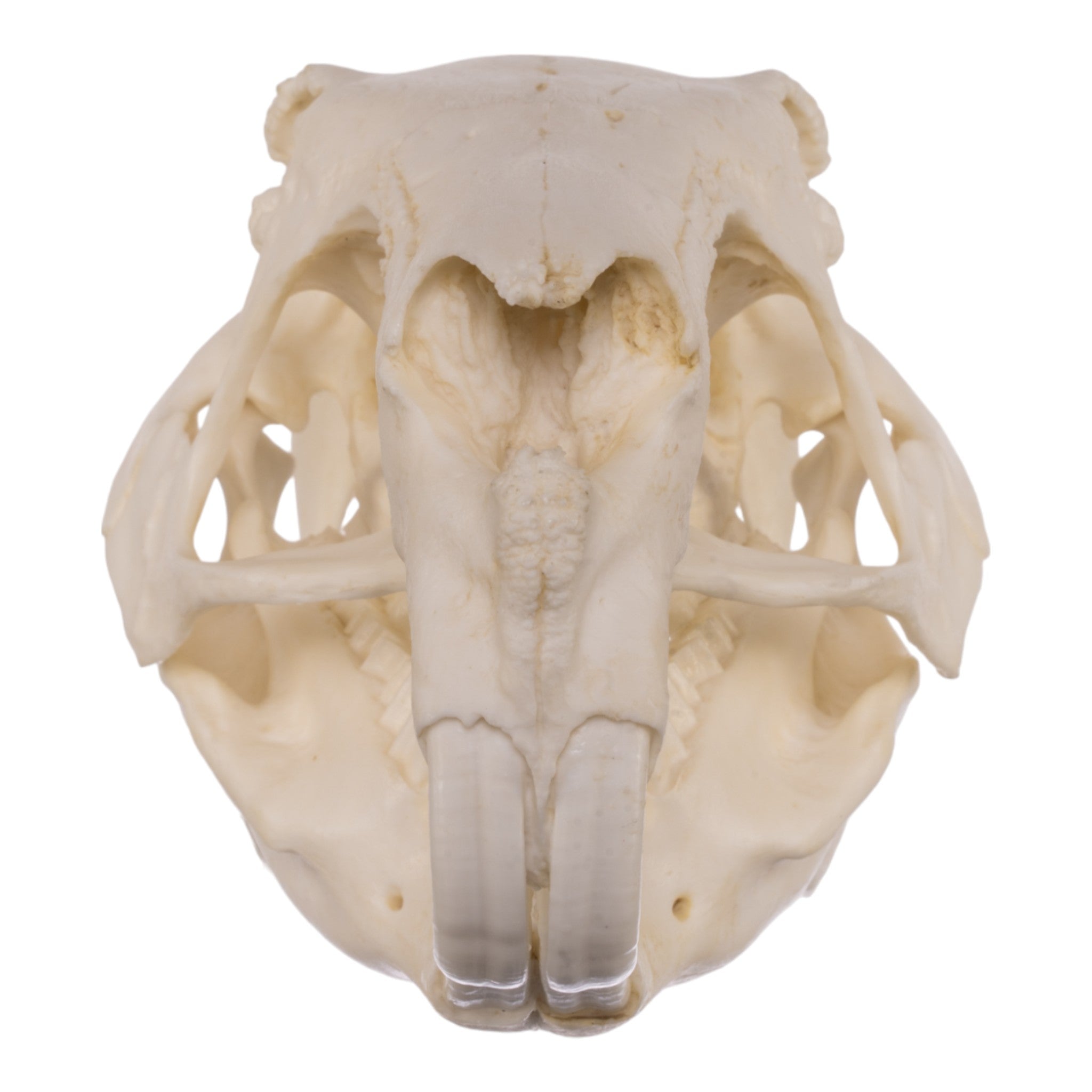 Authentic Replica Capybara Skull - Lifelike Animal Skull Model for Home Decor, Educational Display & Halloween Props