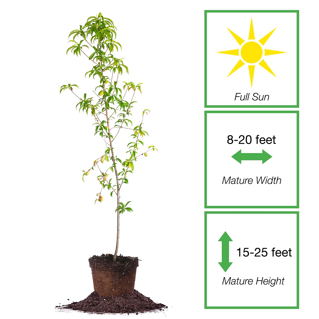 PERFECT PLANTS Belle of Georgia White Peach Tree 4-5ft Tall | Large Juicy Peaches | High Yield Fruit Tree | Self-Pollinating | Perfect for Backyard Orchards & Fresh Fruit Gardens