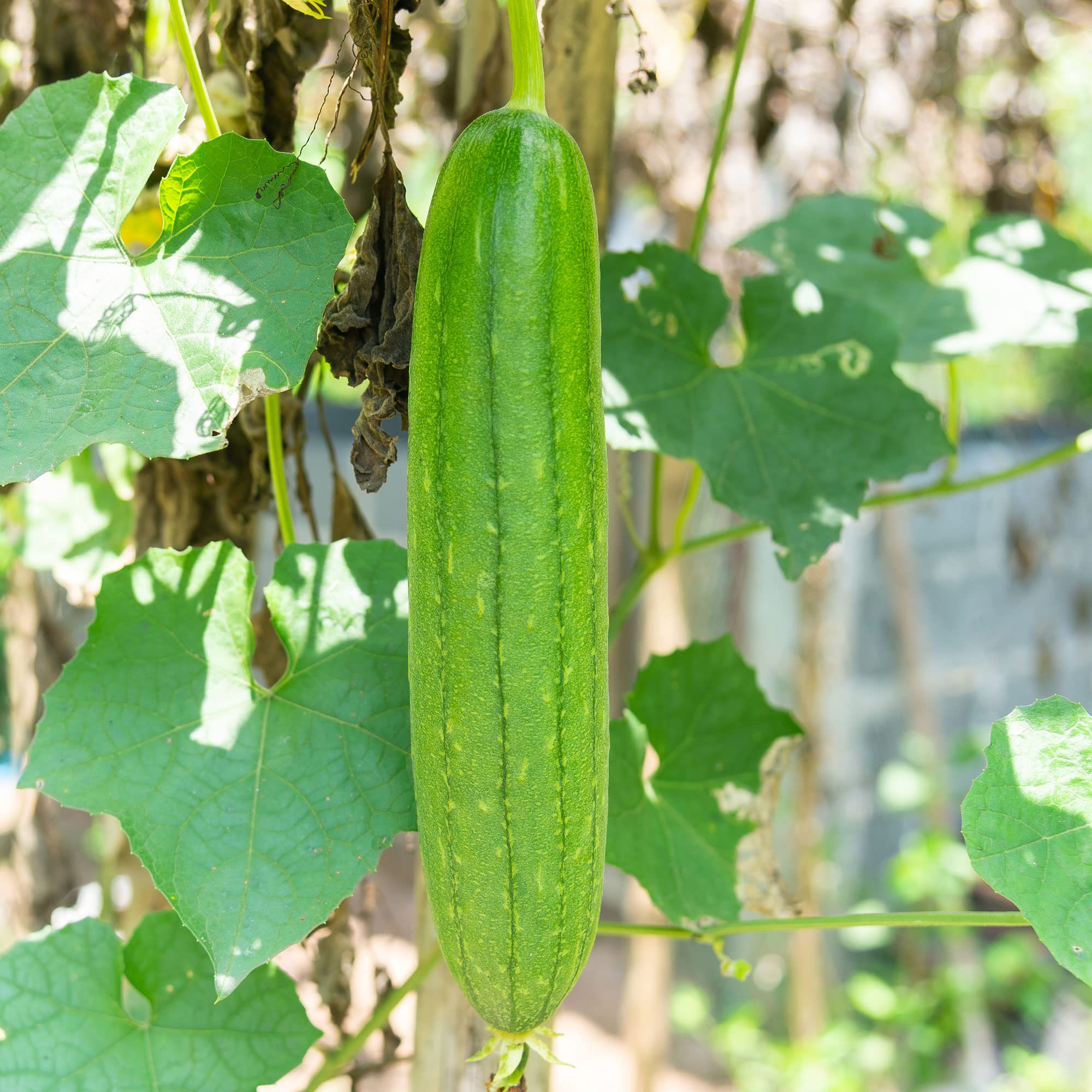 Emerald Hybrid Gourd Seeds - Non-GMO, F1 Hybrid - 4 Oz Pack (~560 Seeds) - Perfect for Vegetable Gardens, Home Gardening & DIY Decor Projects