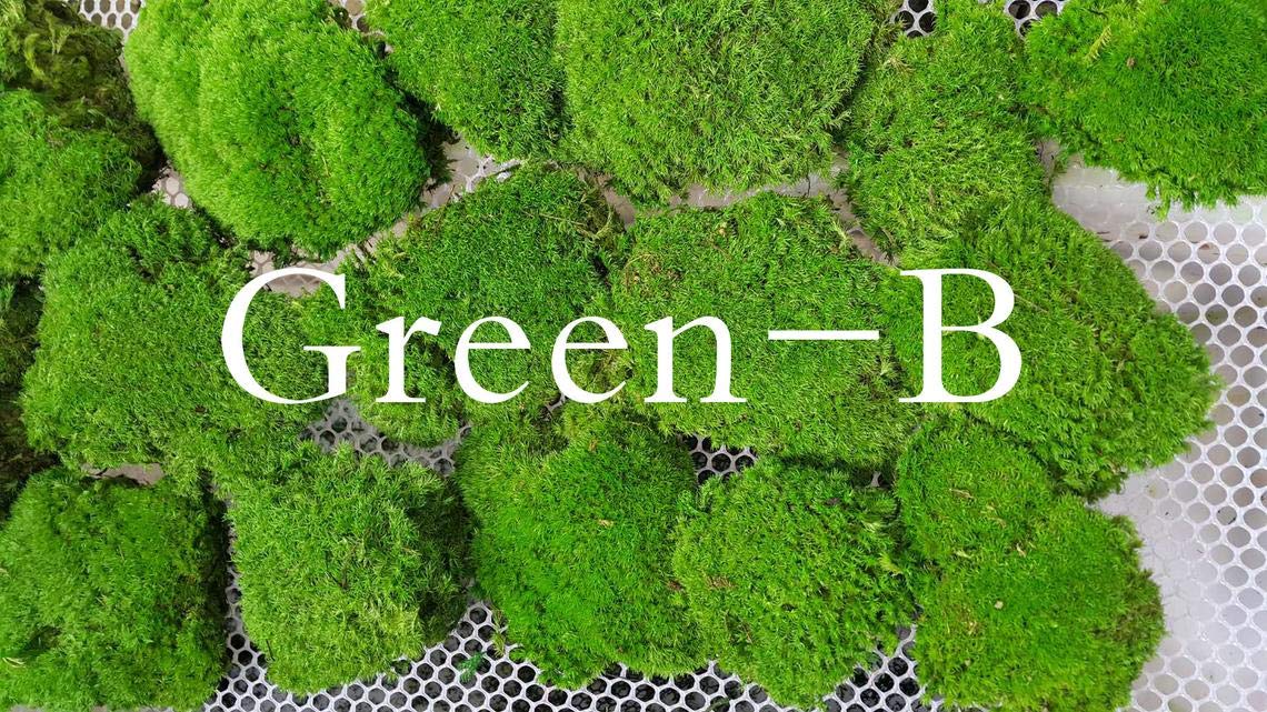 Preserved Pole Moss Pillow Bun Cushion - 4.5 sq.ft Natural Green Moss for DIY Terrariums, Gardening, Wall Decor, Florist Arrangements, Easter & Wedding Table Decor - Perfect for Home, Office & Event Decoration