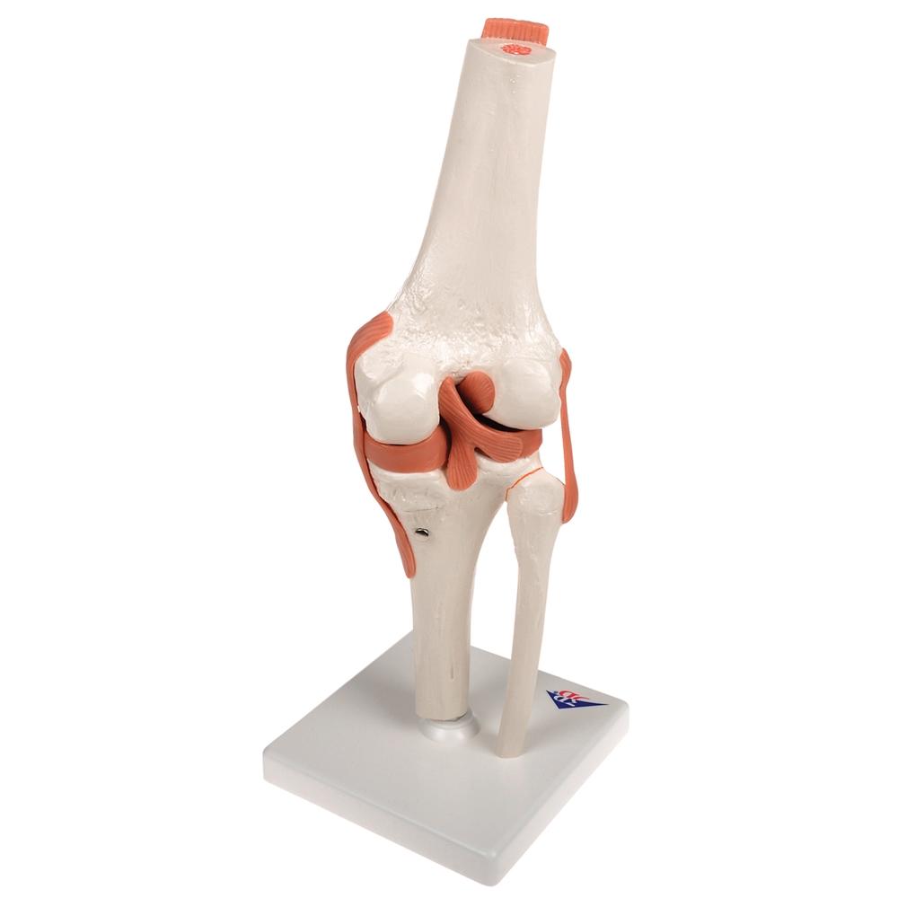 Functional Knee Joint Model - Anatomical Medical Teaching Aid for Students & Professionals | Ideal for Classroom, Lab & Home Study