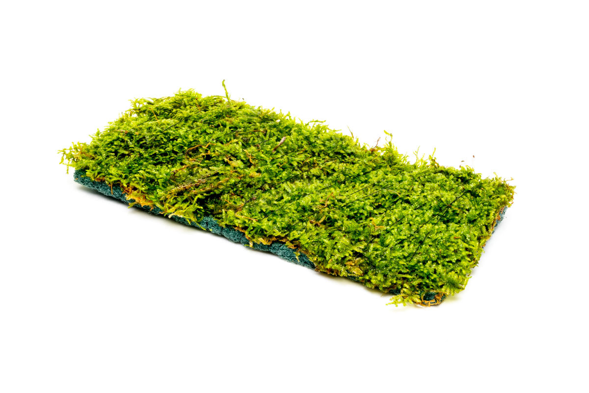 Premium Christmas Moss Fiber Mat for Aquariums & Terrariums - Natural Decorative Carpet for Fish Tanks, Reptile Habitats & Plant Terrariums | Enhances Aquatic Environments & Creates Stunning Displays