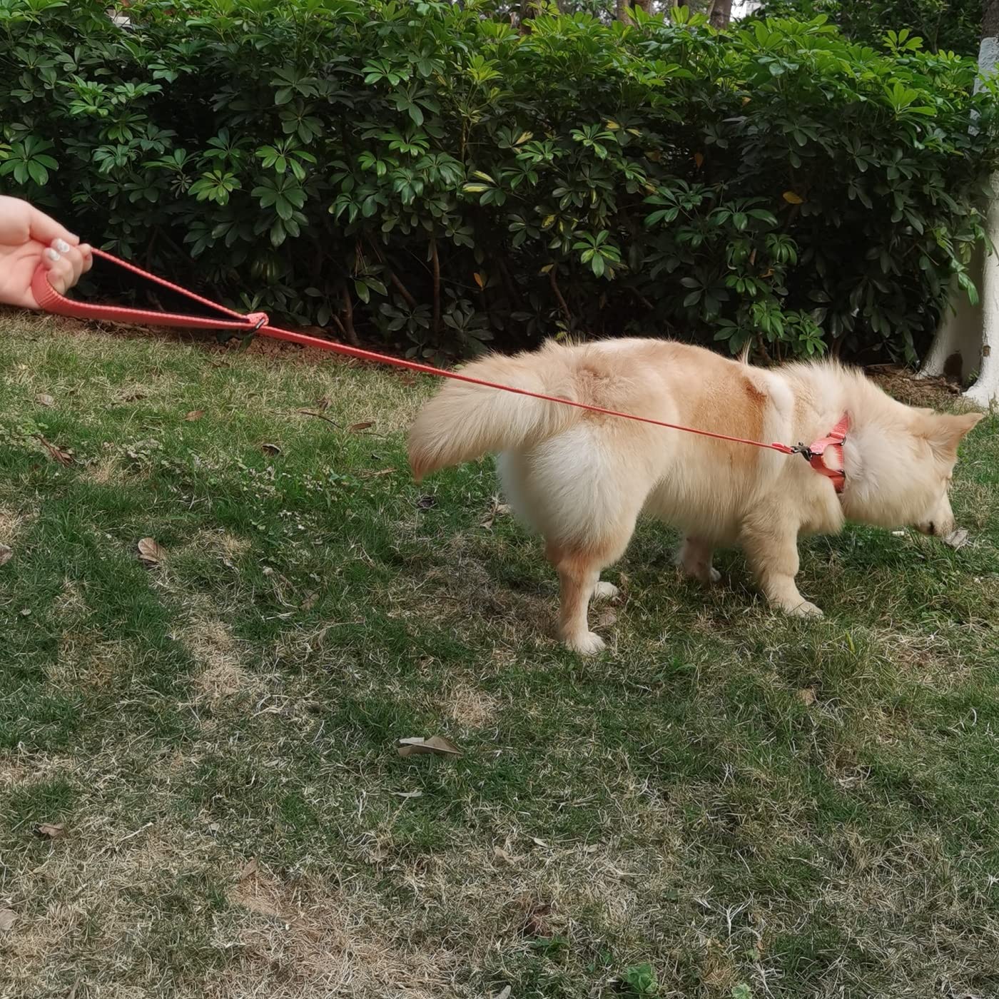 Premium 4ft Nylon Dog Leash with Comfort Padded Handle - Durable Pet Lead for Small & Medium Dogs - Perfect for Walking, Training, Hiking, Jogging & Outdoor Adventures (Living Coral, 4ft Length × 5/8in Width) - Ideal for Daily Walks, Park Visits & Travel with Your Pet