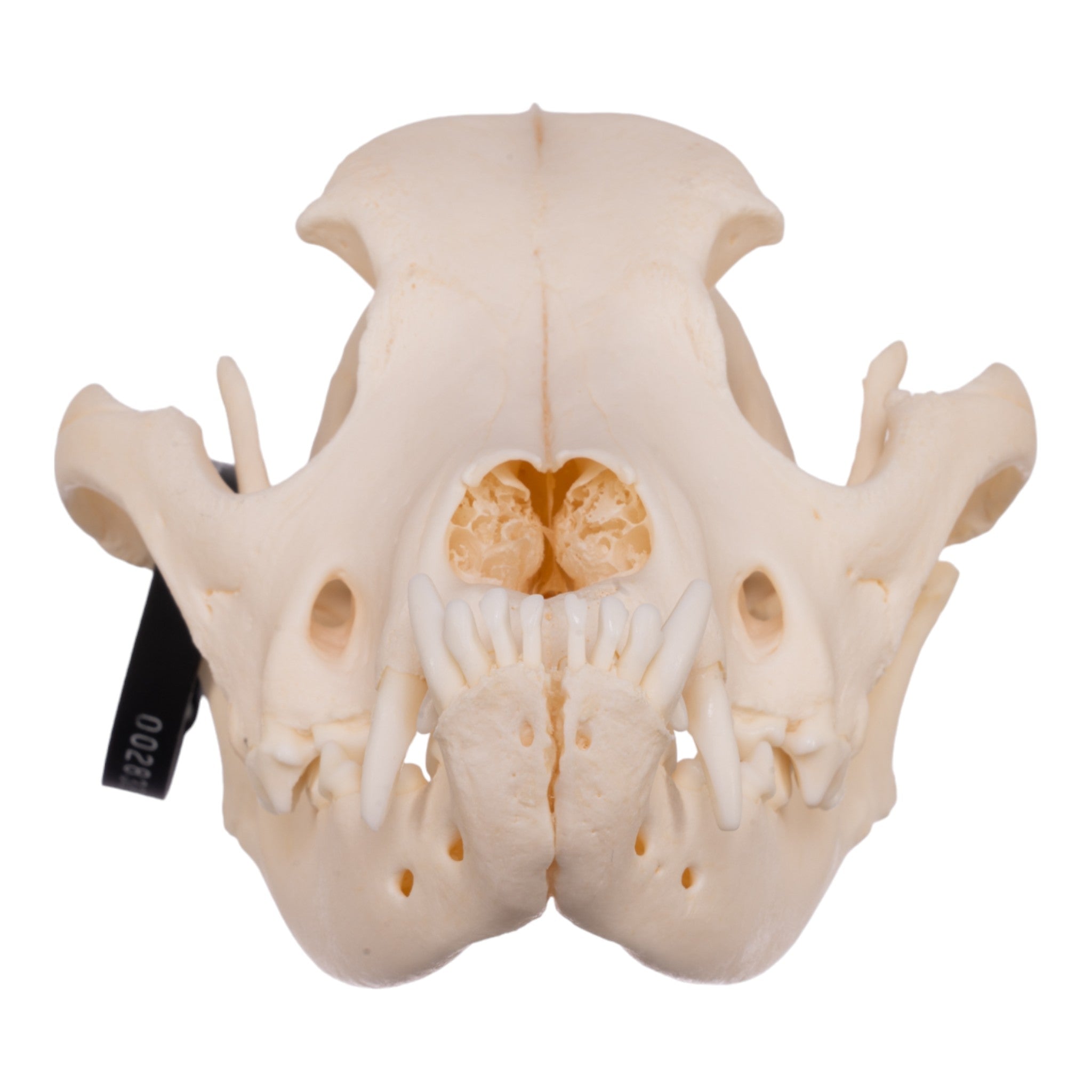 Authentic Boxer Dog Skull - Real Domestic Canine Specimen for Veterinary Study, Taxidermy & Halloween Decor | Perfect for Science Classrooms, Oddity Collectors & Spooky Home Displays