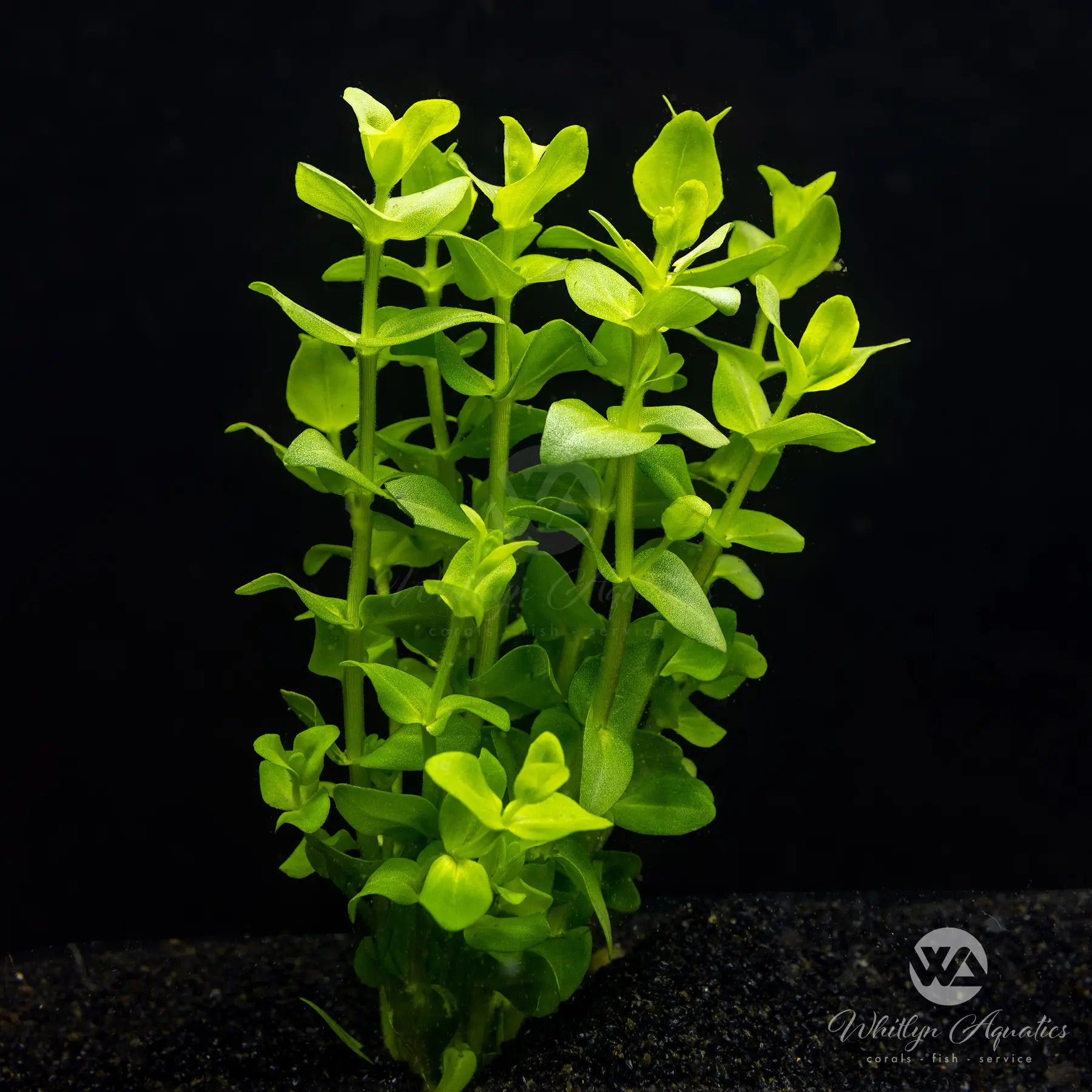Bacopa Caroliniana (Amplexicaulis) - Freshwater Aquarium Plant for Fish Tanks, Ponds & Aquatic Gardens | Easy Care Live Plant for Beginners